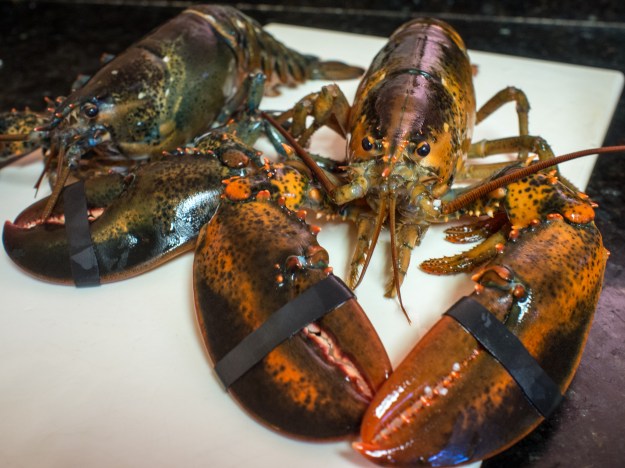 Dead Lobster Walking